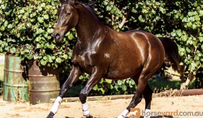 Warmblood filly on HorseYard.com.au