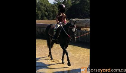 12hh quiet child's lead rein pony on HorseYard.com.au