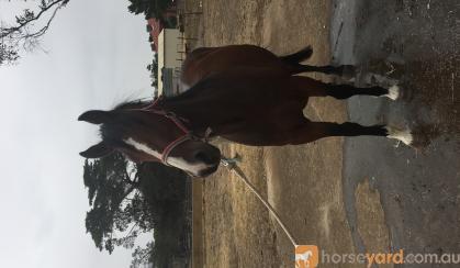 Clydesdale Cross  on HorseYard.com.au