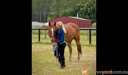 12yr Old OTT Gelding with Dressage Training  on HorseYard.com.au