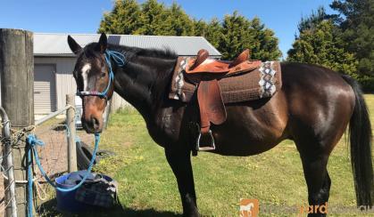 Quiet gelding  on HorseYard.com.au