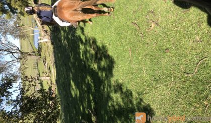 ARP Chestnut Gelding on HorseYard.com.au