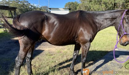 Quiet and willing project horse  on HorseYard.com.au