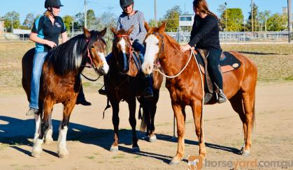 Apache Quiet ASH X QH GELDING  on HorseYard.com.au