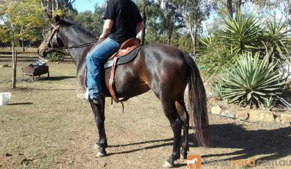 Quarter horse x Stockhorse filly on HorseYard.com.au