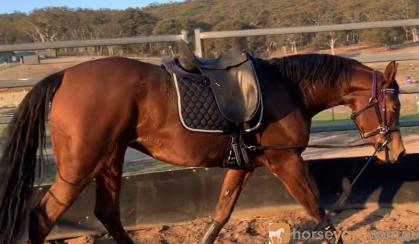 Stunning Anglo Filly  on HorseYard.com.au