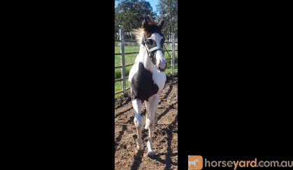 Black and white colt on HorseYard.com.au