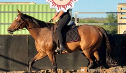 Quiet TB Gelding on HorseYard.com.au