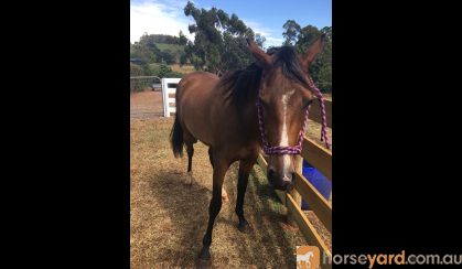 anglo Arab  gelding on HorseYard.com.au