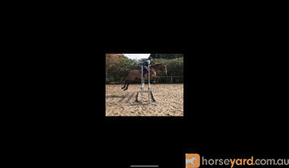 Lovely ISH Allrounder For Sale  on HorseYard.com.au