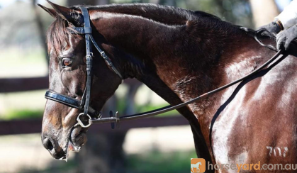 Beautiful Competitive HRCAV or Show or Dressage Mount  on HorseYard.com.au