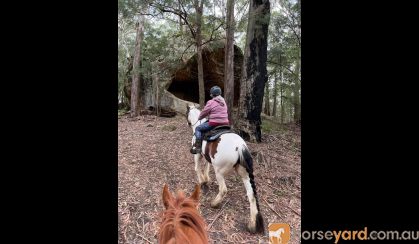 Gypsy Cob/Clydesdale  on HorseYard.com.au