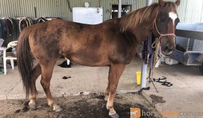 Solid reg paint mare on HorseYard.com.au