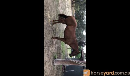 QH Gelding on HorseYard.com.au