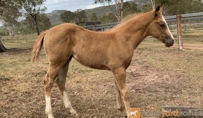 Hydrive Cat Grandaughter on HorseYard.com.au