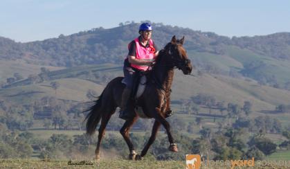 standardbred gelding on HorseYard.com.au