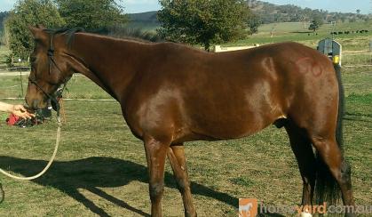 standardbred gelding on HorseYard.com.au