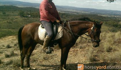 standardbred gelding on HorseYard.com.au