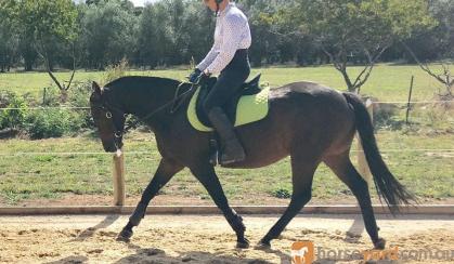 Talented, athletic mare on HorseYard.com.au