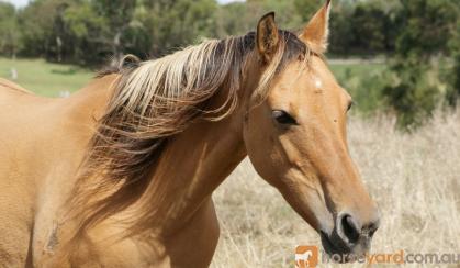 Dun ASH x Arabian Pony Mare on HorseYard.com.au