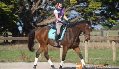 'Final Arrow' - 16hh, rising 6yo TB Gelding on HorseYard.com.au