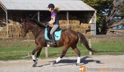 'Final Arrow' - 16hh, rising 6yo TB Gelding on HorseYard.com.au