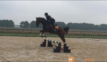 'Final Arrow' - 16hh, rising 6yo TB Gelding on HorseYard.com.au