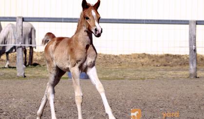 Stunning Arabian Show/Breeding colt on HorseYard.com.au