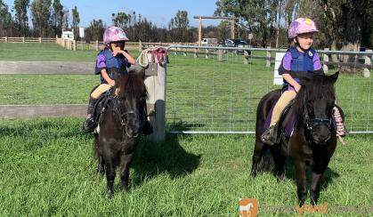 Mother’s Dream Beginners Pony on HorseYard.com.au
