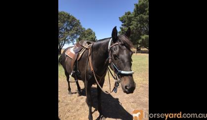 Ash Gelding on HorseYard.com.au