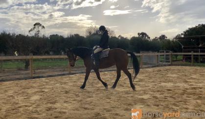 Quiet Warmblood Mare - Breed or Ride on HorseYard.com.au