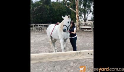 PROJECT Mare: 14.1hh Arab x  on HorseYard.com.au