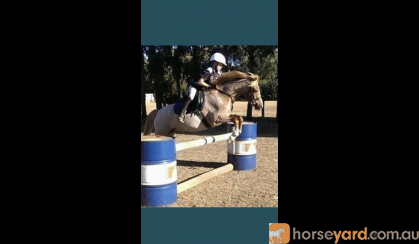 12.2 welsh Gelding  on HorseYard.com.au