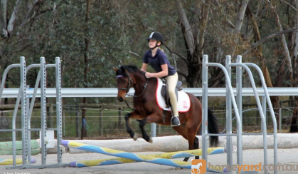 Gorgeous natured mare on HorseYard.com.au