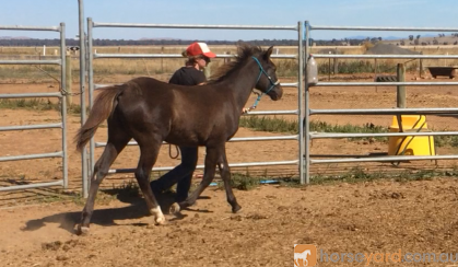 Spotted Pony Gelding on HorseYard.com.au