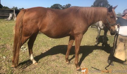 Chestnut mare on HorseYard.com.au