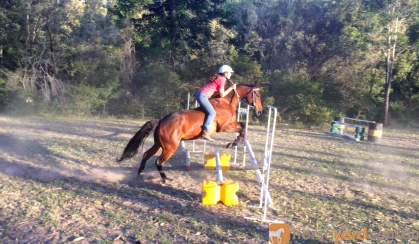 Stock horse gelding 15.1hh 5yrs on HorseYard.com.au