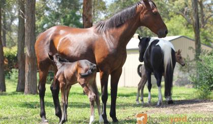 Fiji R Filly on HorseYard.com.au