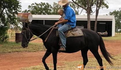 Nice black mare on HorseYard.com.au