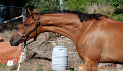 Exquisite Broodmare and Foal at Foot on HorseYard.com.au