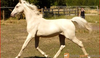 Champagne Arabian derivative yearling gelding on HorseYard.com.au