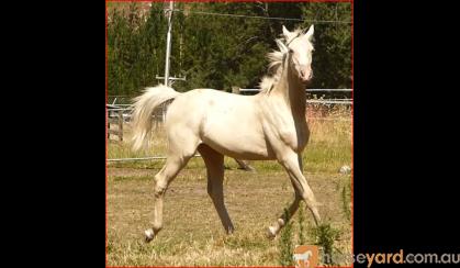 Champagne Arabian derivative yearling gelding on HorseYard.com.au