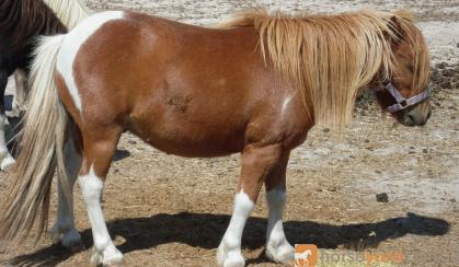 4 Shetland bred geldings $350.00 each on HorseYard.com.au