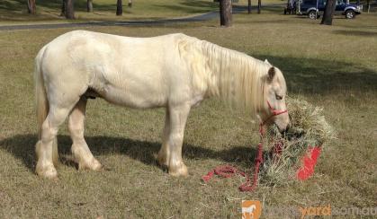 Harness pony on HorseYard.com.au