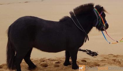 Beginners pony  on HorseYard.com.au