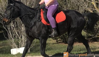 STB Gelding -Jimmy on HorseYard.com.au