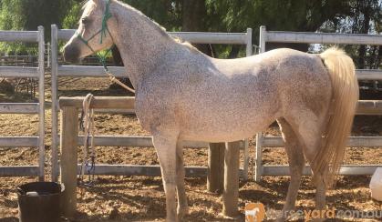 Purebred grey Arab brood mare on HorseYard.com.au
