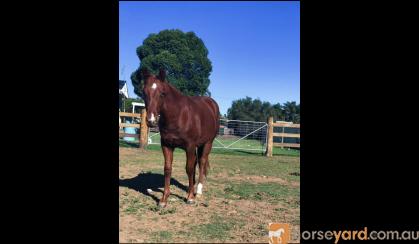 Registered QH Gelding on HorseYard.com.au