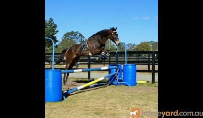 Talented Gentleman - Compete or Pleasure on HorseYard.com.au