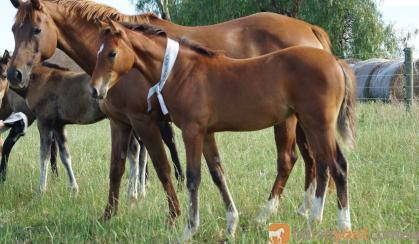 German Riding Pony Filly on HorseYard.com.au